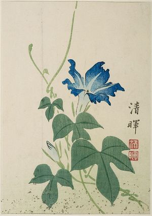 Japanese Print "MORNING GLORY, ASAGAO" by Yokoyama Seiki, 横山清暉 (Seiki)