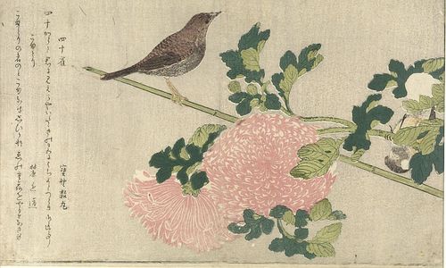 Kitagawa Utamaro: PINK CHRYSANTHEMUM - Harvard Art Museum