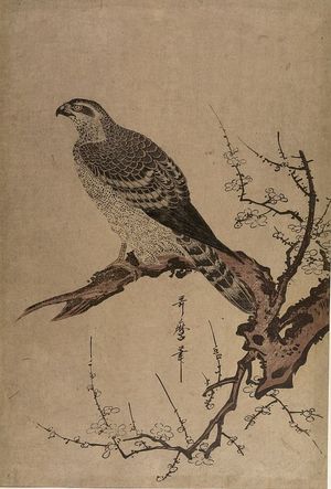 Kitagawa Utamaro: EAGLE ON PLUM TREE - Harvard Art Museum