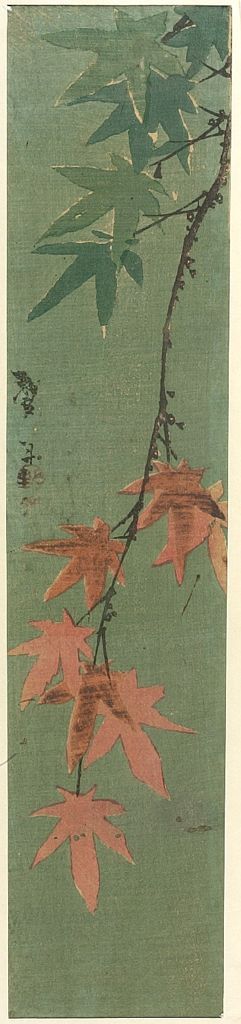 Unknown: SPRAY RED MAPLE AGAINST DARK GREEN - Harvard Art Museum