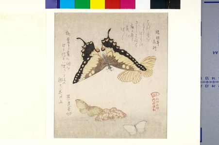 窪俊満: One Large and Four Small Butterflies with text beginning 