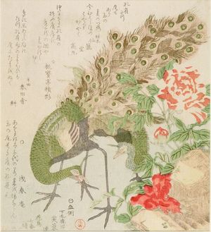 Kubo Shunman: Peacock and Peony, from the series Seven Bird-and-Flower Prints for the Fuyôren of Kanuma in Shimotsuke Province (Yamagawa Shimotsuke Kanuma Fuyô-ren kachô shichi-ban tsuzuki no uchi), Edo period, circa 1810 - Harvard Art Museum