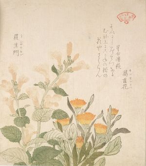 窪俊満: Pot Marigold (Kinsenka) and Rashomon Flowers, from the series An Array of Plants for the Kasumi Circle (Kasumi-ren sômoku awase), with poem by Hoshiawase Hamahagi, Edo period, circa 1804-1815 - ハーバード大学
