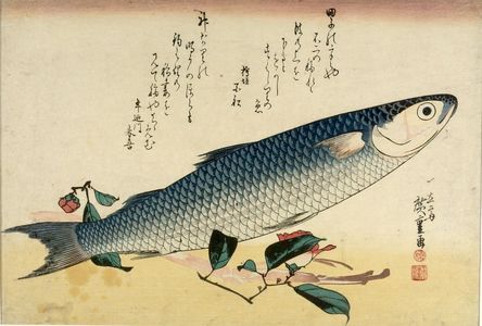 歌川広重: Grey Mullet (Bora) and Curnelia (Tsubaki), from the series A Shoal of Fishes (Uo-zukushi), Late Edo period, 19th century - ハーバード大学