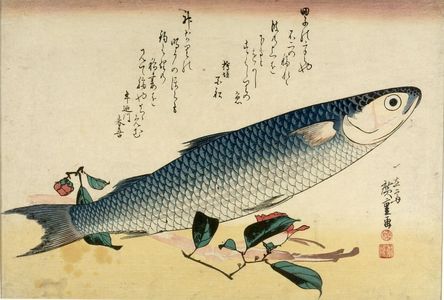 Utagawa Hiroshige: Grey Mullet (Bora) and Curnelia (Tsubaki), from the series A Shoal of Fishes (Uo-zukushi), Late Edo period, 19th century - Harvard Art Museum