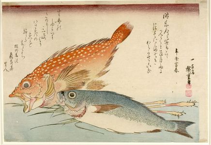 歌川広重: Snapper (Isaki), Scorpionfish (Kasago) and Ginger (Shin shôga), from the series A Shoal of Fishes (Uo-zukushi), Late Edo period, 19th century - ハーバード大学
