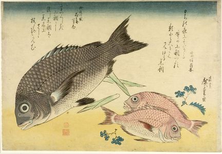 歌川広重: Black Seabream (Kurodai), Small Seabream (Kodai) and Japanese Peppercorns (Sansho), from the series A Shoal of Fishes (Uo-zukushi), Late Edo period, 19th century - ハーバード大学