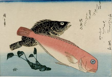 Utagawa Hiroshige: Tile Fish (Amadai), White Horsehead (Ishimochi) and Horseradish (Wasabi), from the series A Shoal of Fishes (Uo-zukushi) - Harvard Art Museum