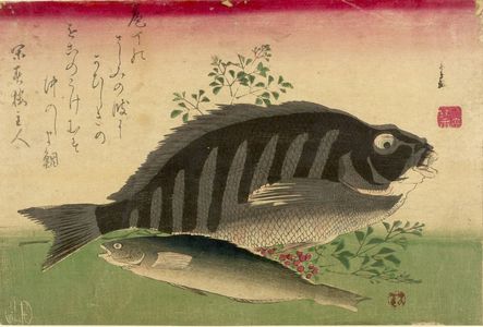 歌川広重: Grouper (Ainame), Rock Cod (Shimadai) and Nandina (Nanten), from the series A Shoal of Fishes (Uo-zukushi) - ハーバード大学