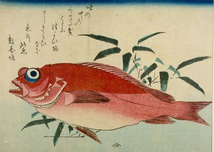 Utagawa Hiroshige: Large-Eye Seabream (Mede tai) and Bamboo Grass (Sasa), from the series A Shoal of Fishes (Uo-zukushi) - Harvard Art Museum