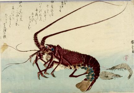 歌川広重: Lobster (Ise ebi) and Prawn (Ama ebi), from the series A Shoal of Fishes (Uo-zukushi) - ハーバード大学