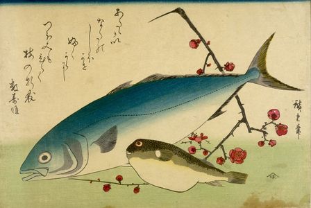 Utagawa Hiroshige: Yellowtail (Inada), Blowfish (Fugu) and Prunus (Ume), from the series A Shoal of Fishes (Uo-zukushi) - Harvard Art Museum