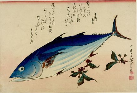 歌川広重: Bonito (Katsuo) and Yukinoshita (Saxifrage), from the series A Shoal of Fishes (Uo-zukushi) - ハーバード大学
