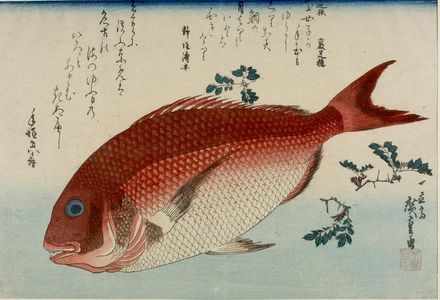 Utagawa Hiroshige: Seabream (Tai) and Japanese Pepper Leaves (Sansho), from the series A Shoal of Fishes (Uo-zukushi) - Harvard Art Museum