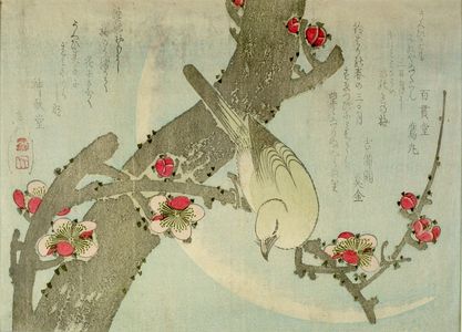屋島岳亭: Nightingale on a Plum Tree, Edo period, circa 1830 - ハーバード大学