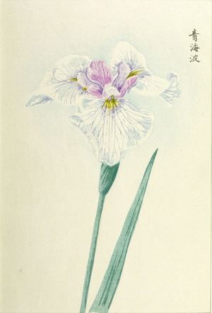 Unknown: IRIS, TYPE 