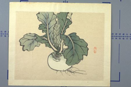 Kono Bairei: Japanese Radish, Meiji period, 1868-1912 - Harvard Art Museum