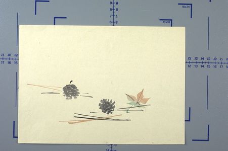 Unknown: Pine Cones and Maple Leaf, 20th century - Harvard Art Museum