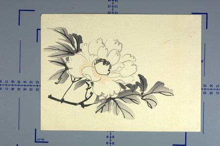 無款: Peony and Leaves - ハーバード大学