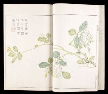 無款: Mustard Seed Garden Compendium (Kaishien gaden) based on Chinese Original of 1701, 3rd of 6 Volumes, Mid Edo period, 1748 - ハーバード大学