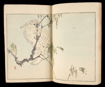 無款: Album of Japanese Bird and Flower Paintings by Watanabe Shotei (Shotei kacho gafu) - ハーバード大学
