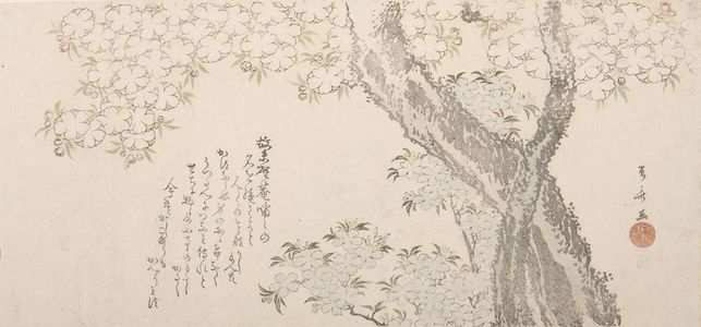 Ryuryukyo Shinsai: Pink and Blue Cherry Blossoms - Harvard Art Museum