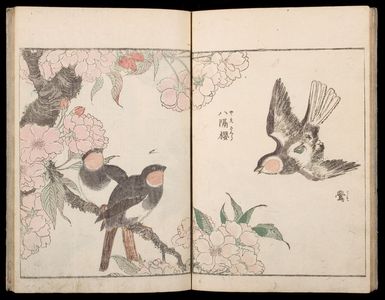 北尾重政: Sketches of Birds and Flowers (Hanatori sharei zu), Vol. 1 - ハーバード大学