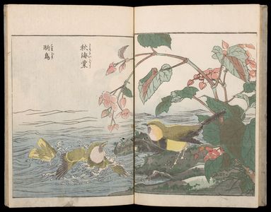 北尾重政: Sketches of Birds and Flowers (Hanatori sharei zu), Vol. 2 - ハーバード大学