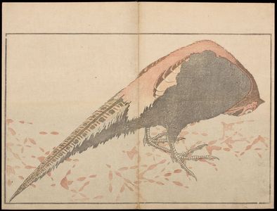 Katsushika Hokusai: Hokusai's Album of Pictures from Nature (Hokusai shashin gafu), Late Edo period, preface dated 1814 - Harvard Art Museum
