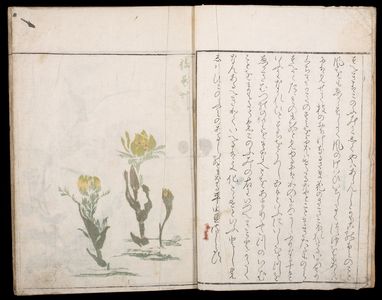 Kuwagata Keisai: Illustrations of Glass Flowers (Sôka ryakugashiki), Late Edo period, circa 1814 - ハーバード大学
