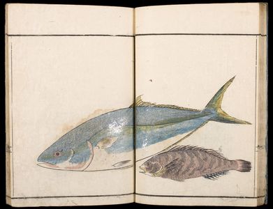 Kuwagata Keisai: Illustrations of Marine Life (Gyokai ryakugashiki), Late Edo period, - ハーバード大学
