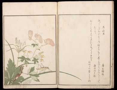Kitagawa Utamaro: Picture Book: Selected Insects (Ehon mushi erabi), 1st of 2 Volumes, Mid Edo period, 1788 - Harvard Art Museum