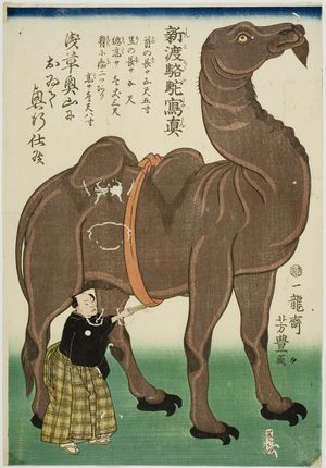 歌川芳豊: Newly Arrived Camel Drawn from Life, Late Edo period, fifth month of 1863 - ハーバード大学
