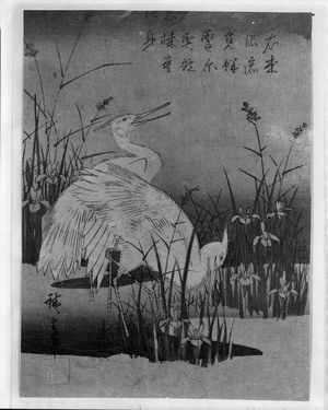 Utagawa Hiroshige: WHITE CRANES, Late Edo period, 1830 - Harvard Art Museum