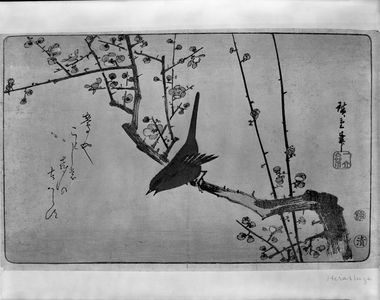 無款: BIRD AND BLOSSOMS - ハーバード大学