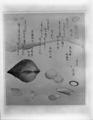 魚屋北渓: Flower Shells (Hanagai), Ark Shells (Akagai) and Squirting Shells (Shiofukigai), from the series A Set of Shells (Kaizukushi), Edo period, 1821 - ハーバード大学