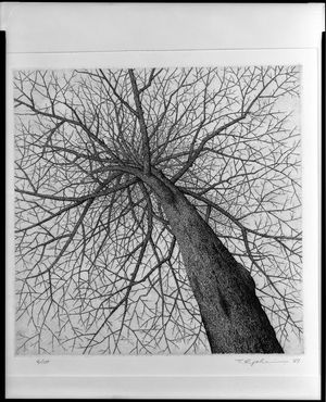 Tanaka Ryôhei: Winter Tree, Shôwa period, dated 1967 - ハーバード大学