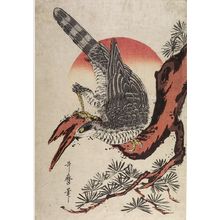 Kitagawa Utamaro: FALCON ON PINE TREE - Harvard Art Museum