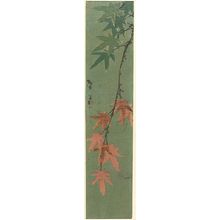 Unknown: SPRAY RED MAPLE AGAINST DARK GREEN - Harvard Art Museum