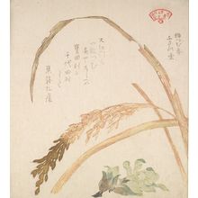 窪俊満: Rice Plant and Fukinodai Flowers, from the series An Array of Plants for the Kasumi Circle (Kasumi-ren sômoku awase), with poem by Sugomori Matsukage, Edo period, circa 1804-1815 - ハーバード大学