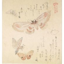 窪俊満: Large Moth and Four Small Butterflies with text beginning 