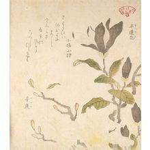 Kubo Shunman: Magnolia (Mokuren) and Magnolia kobus (Kobushi), from the series An Array of Plants for the Kasumi Circle (Kasumi-ren sômoku awase), with poem, Edo period, circa 1804-1815 - Harvard Art Museum