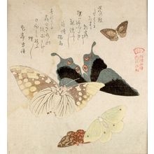 窪俊満: Two Large and Three Small Butterflies with text beginning 