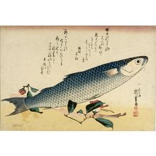 歌川広重: Grey Mullet (Bora) and Curnelia (Tsubaki), from the series A Shoal of Fishes (Uo-zukushi), Late Edo period, 19th century - ハーバード大学