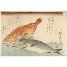 歌川広重: Snapper (Isaki), Scorpionfish (Kasago) and Ginger (Shin shôga), from the series A Shoal of Fishes (Uo-zukushi), Late Edo period, 19th century - ハーバード大学