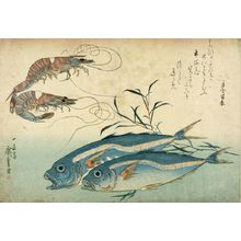 歌川広重: Prawn (Kuruma ebi) and Horse Mackerel (Aji), from the series A Shoal of Fishes (Uo-zukushi), Late Edo period, 19th century - ハーバード大学