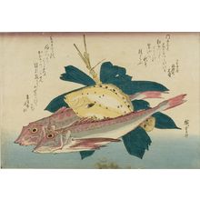 Utagawa Hiroshige: Gurnard (Kanagashira), Right-Eye Flounder (Konoa-garei) and Bamboo Grass (Sasa), from the series A Shoal of Fishes (Uo-zukushi) - Harvard Art Museum