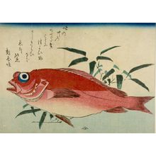 歌川広重: Large-Eye Seabream (Mede tai) and Bamboo Grass (Sasa), from the series A Shoal of Fishes (Uo-zukushi) - ハーバード大学
