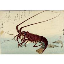 歌川広重: Lobster (Ise ebi) and Prawn (Ama ebi), from the series A Shoal of Fishes (Uo-zukushi) - ハーバード大学
