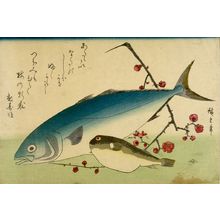 歌川広重: Yellowtail (Inada), Blowfish (Fugu) and Prunus (Ume), from the series A Shoal of Fishes (Uo-zukushi) - ハーバード大学